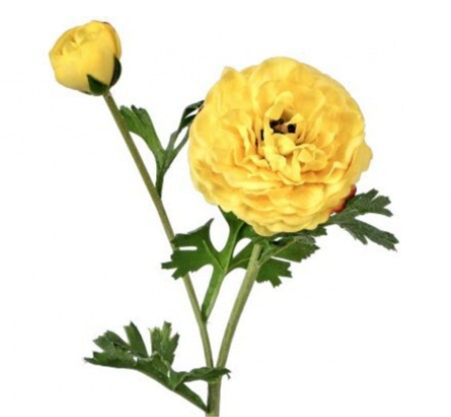 Just Cut Cloony Ranunculus Stem