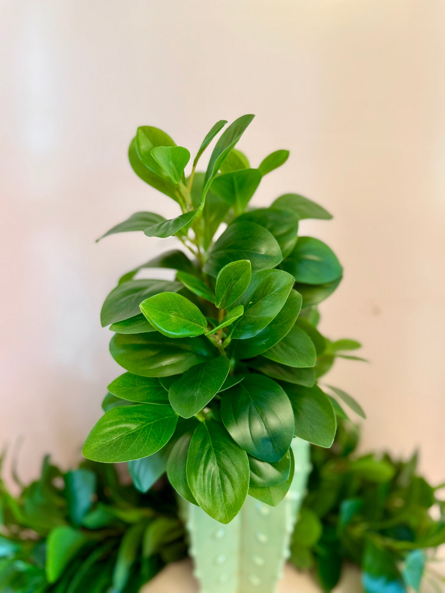 Real Feel Baby Rubber Plant