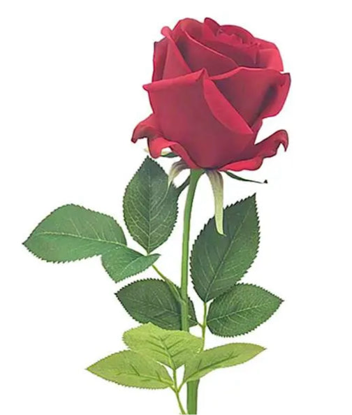 Real Feel Cabbage Rose