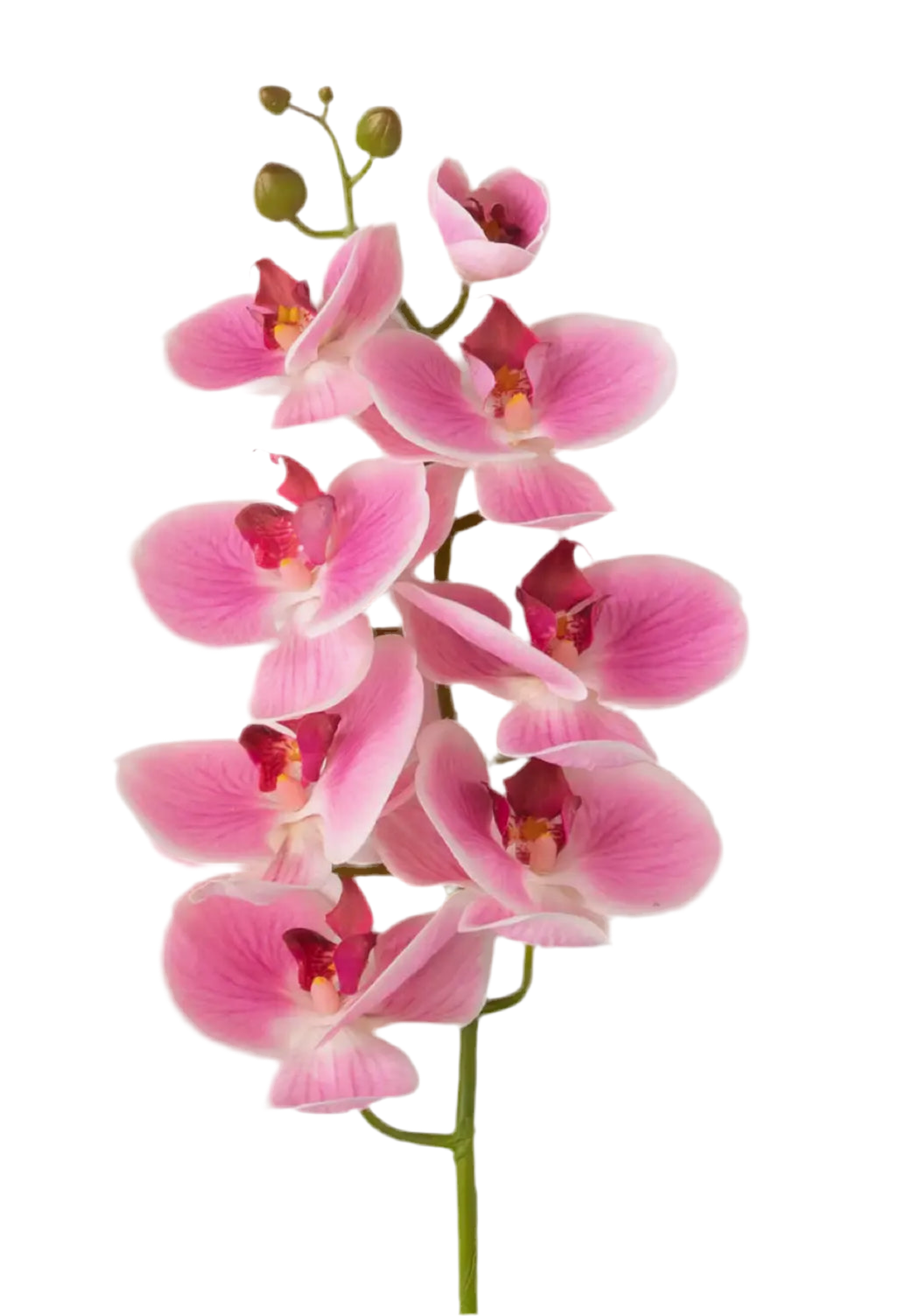 Real Touch Phalaenopsis Orchid