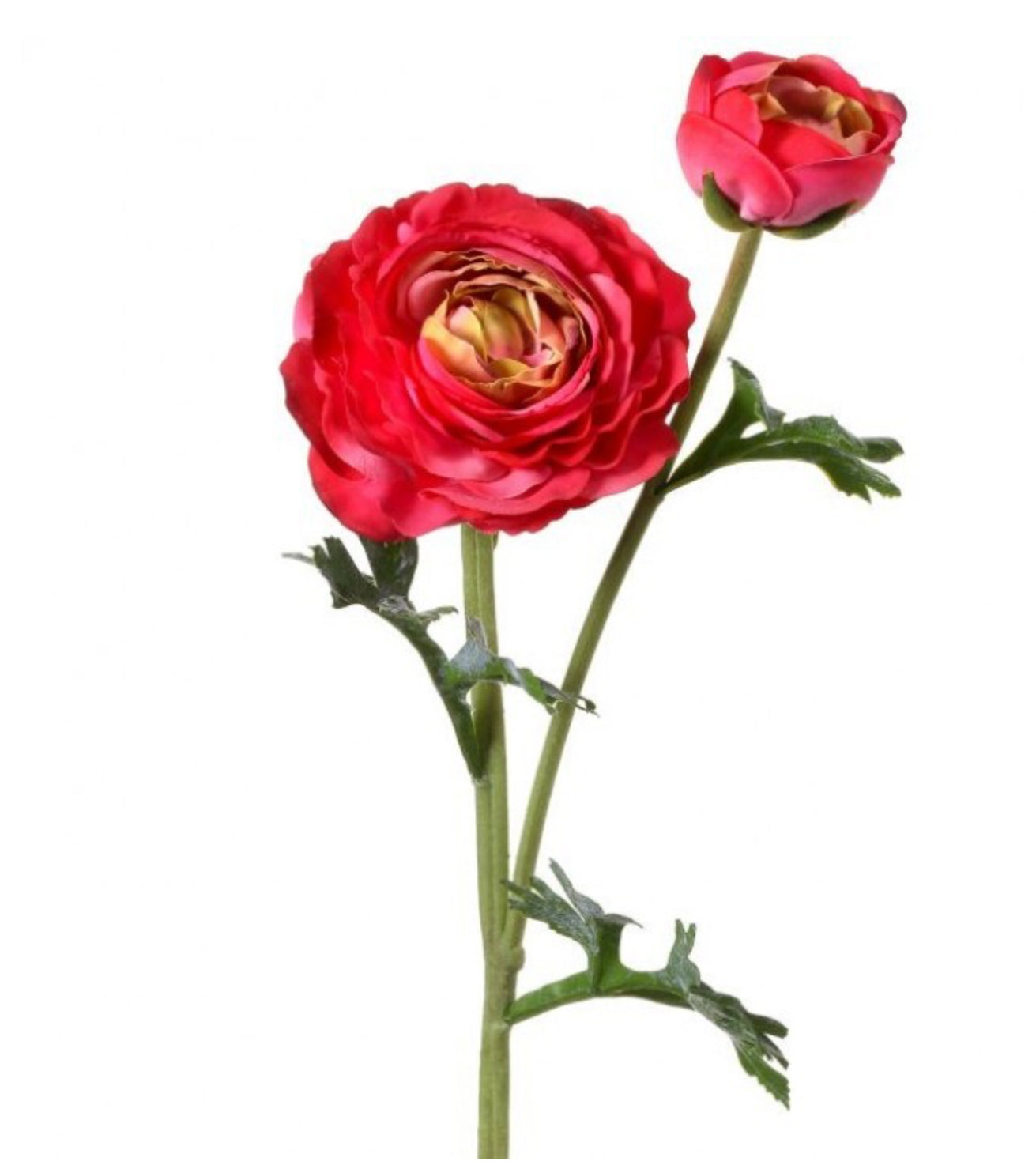 Just Cut Cloony Ranunculus Stem