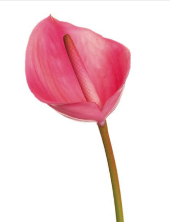 Real Feel Anthurium Stem