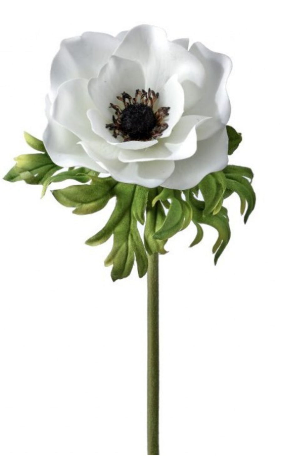 Just Cut Anemone