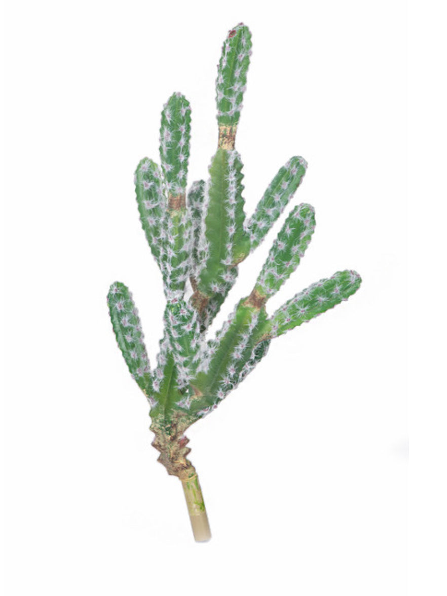 Finger Cactus Plant with White Flocked Needles