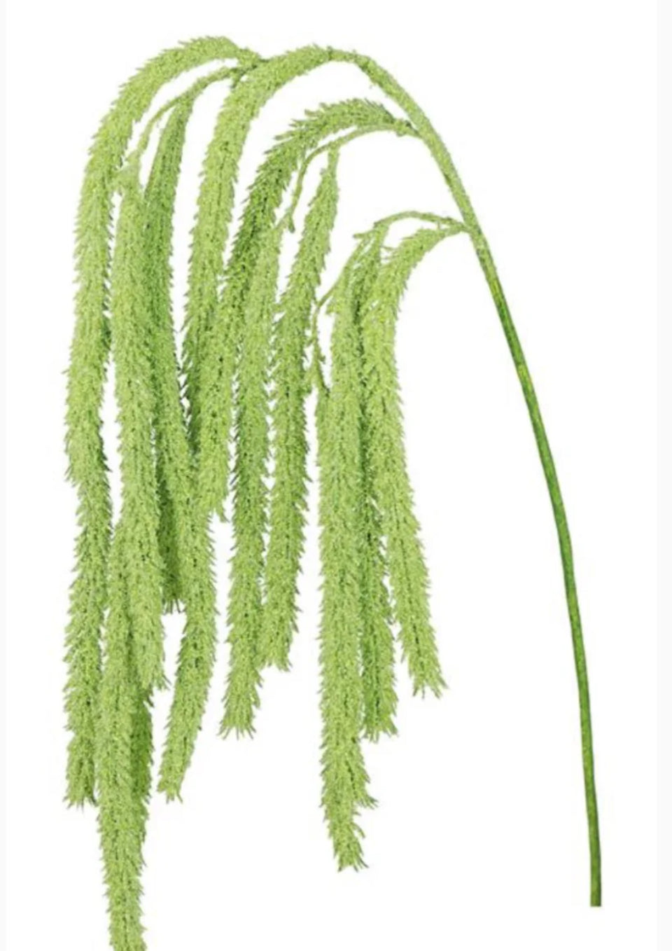 Large Hanging Amaranthus