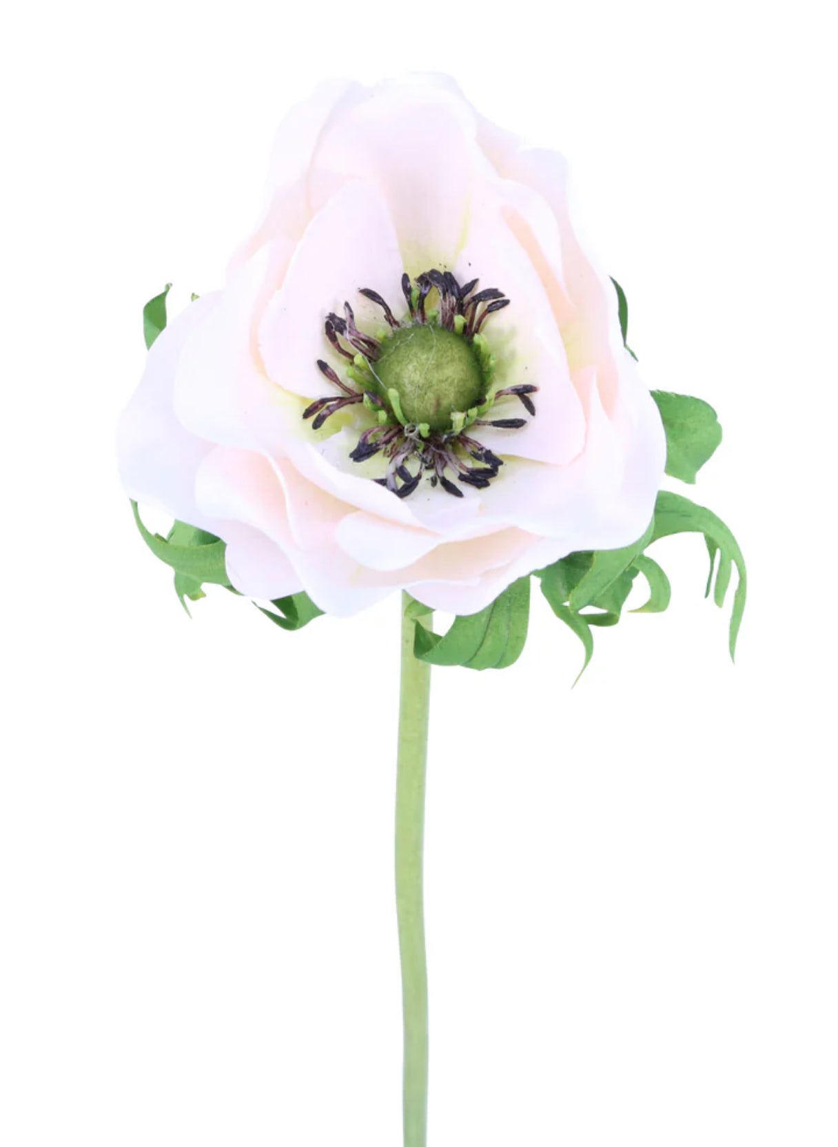 Just Cut Anemone
