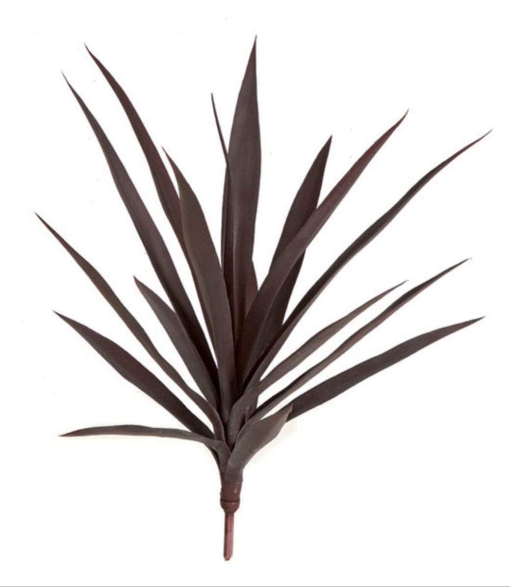 Yucca Plant
