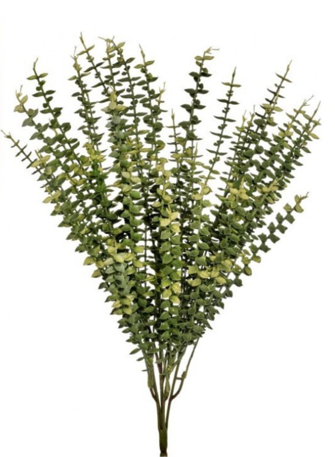 Eucalyptus Bush