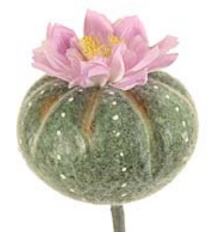 Crown Cactus Flower – Kingdom Floral Designs by Amber