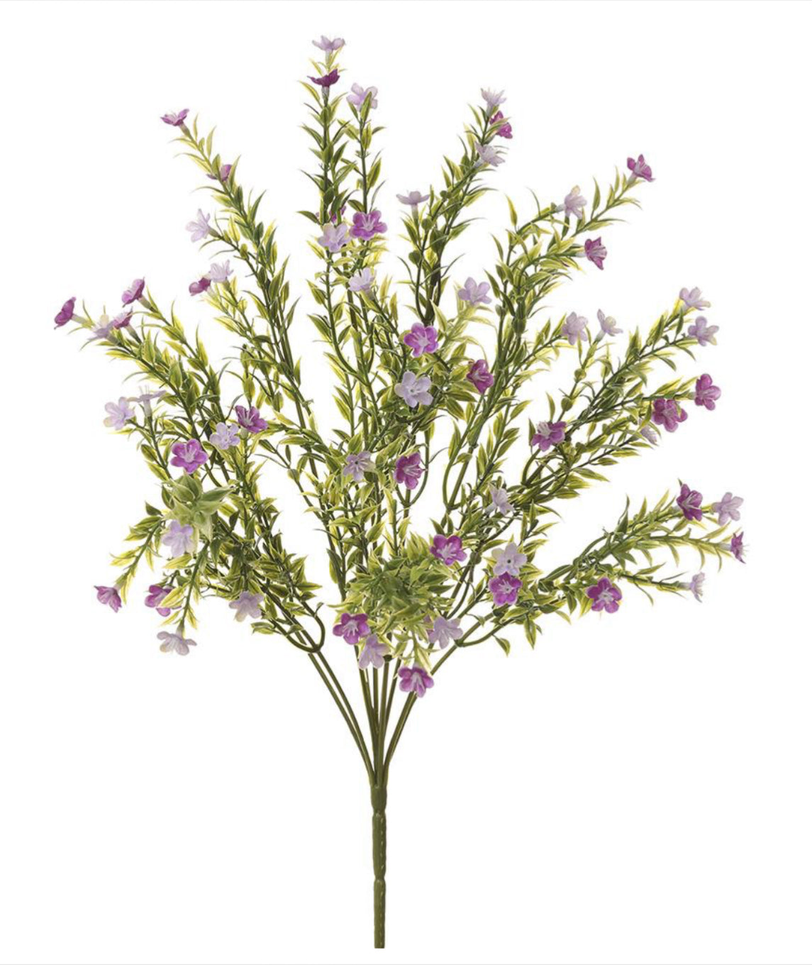 Lavender Wax Flower Bush