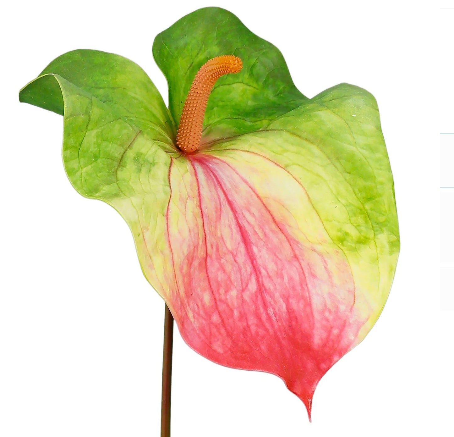 Real Feel Anthurium Stem