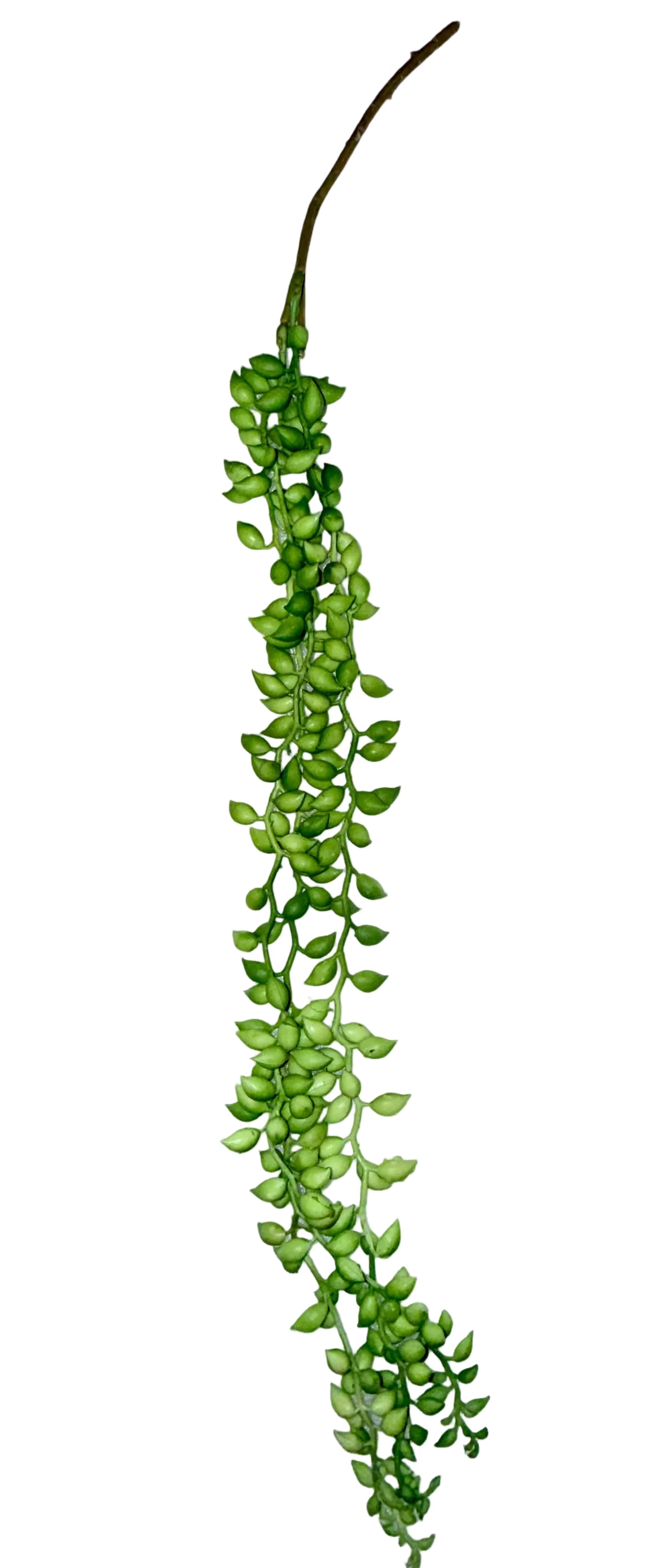 26” Real Touch String of Pearls Succulent Pick