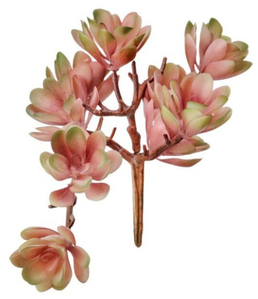 sweet blossom succulent Creeping Succulent Cluster Pick – Kingdom Floral Designs by Amber