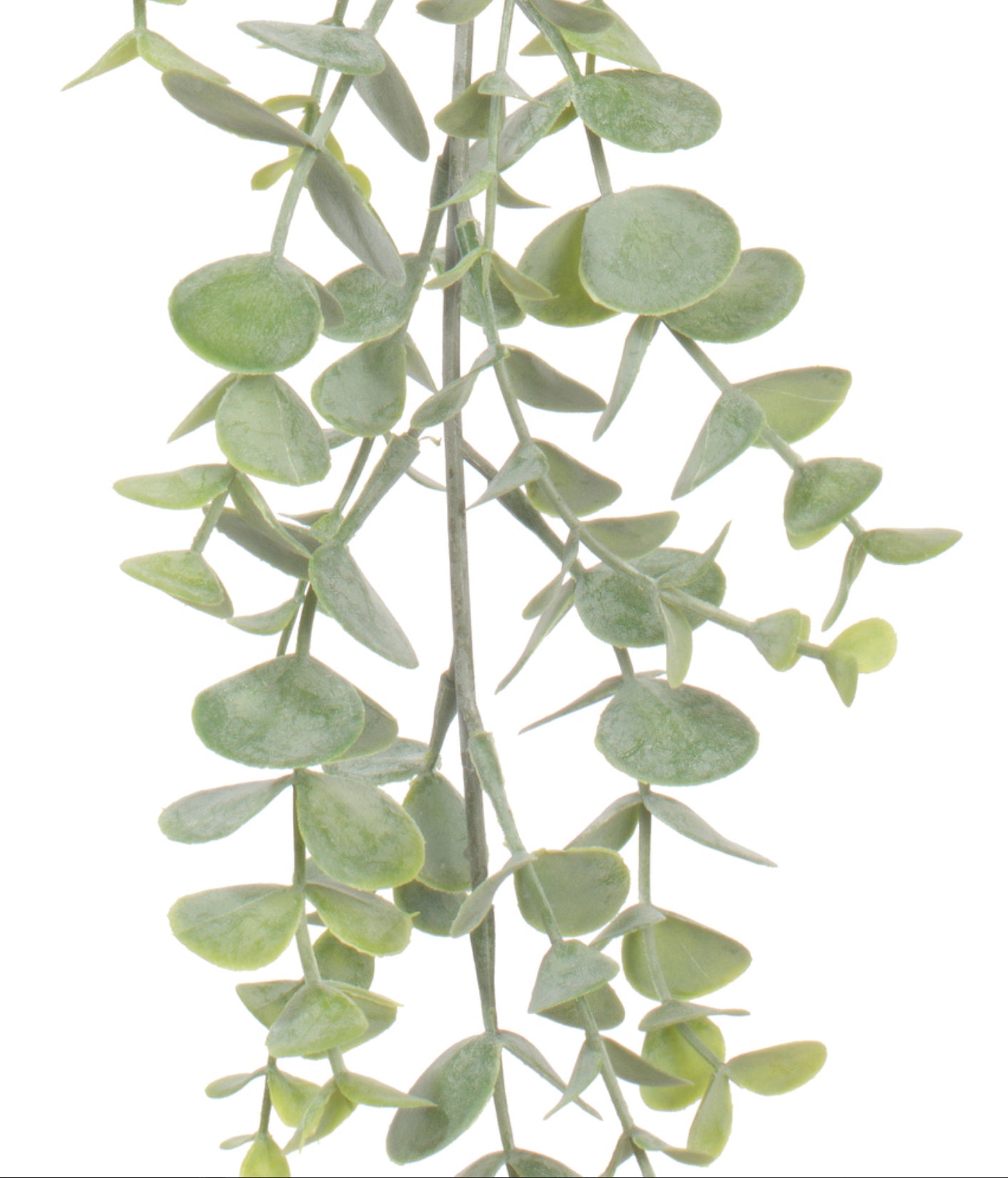 Hanging Mini Leaf Eucalyptus Bush