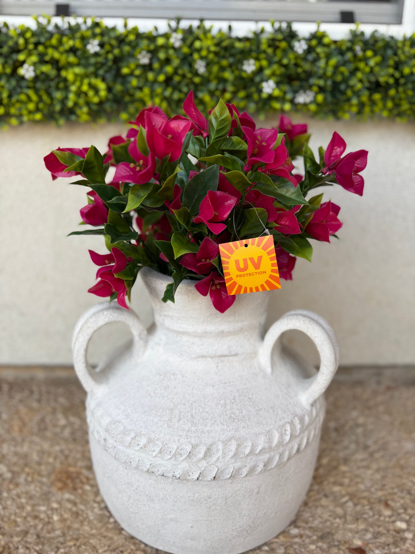 UV Protected Fuchsia Bougainvillea