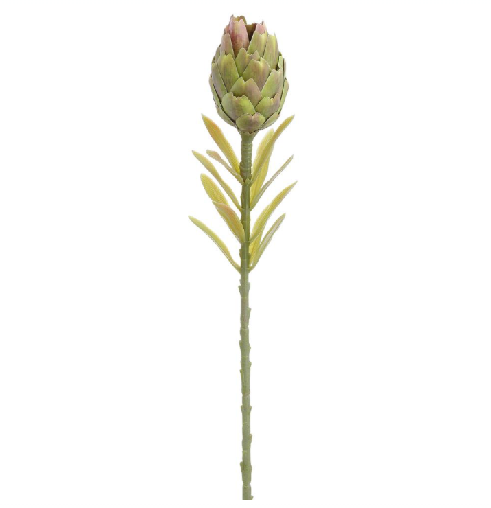 22" Protea Stem