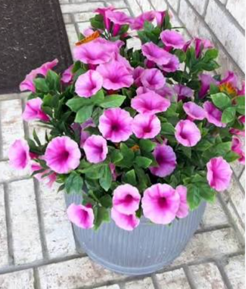 UV Protected Morning Glory Bush