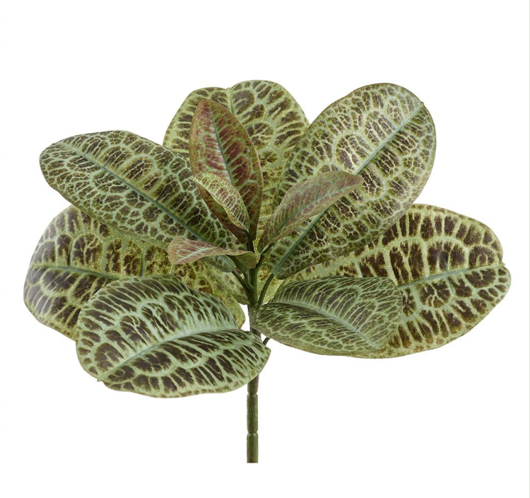 13" Labisia Plant