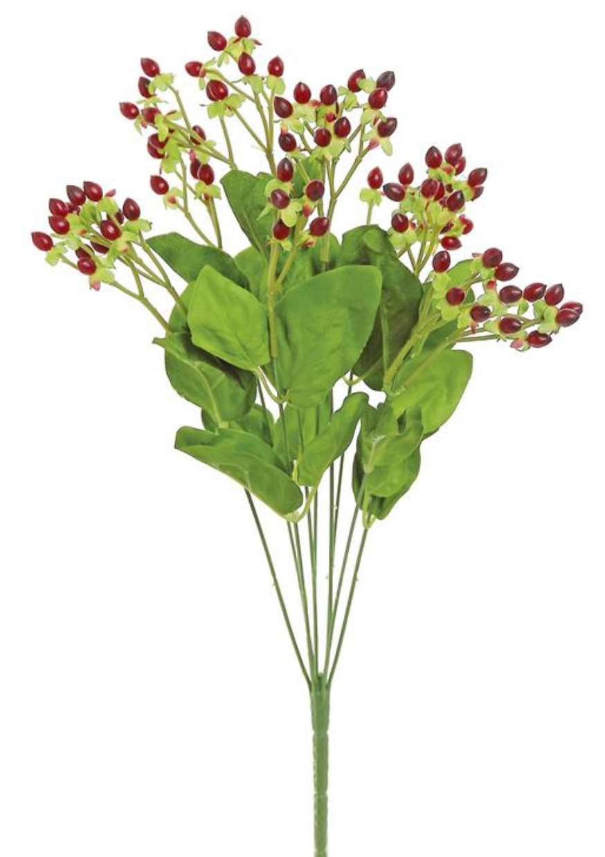 19" RED HYPERICUM BUSH