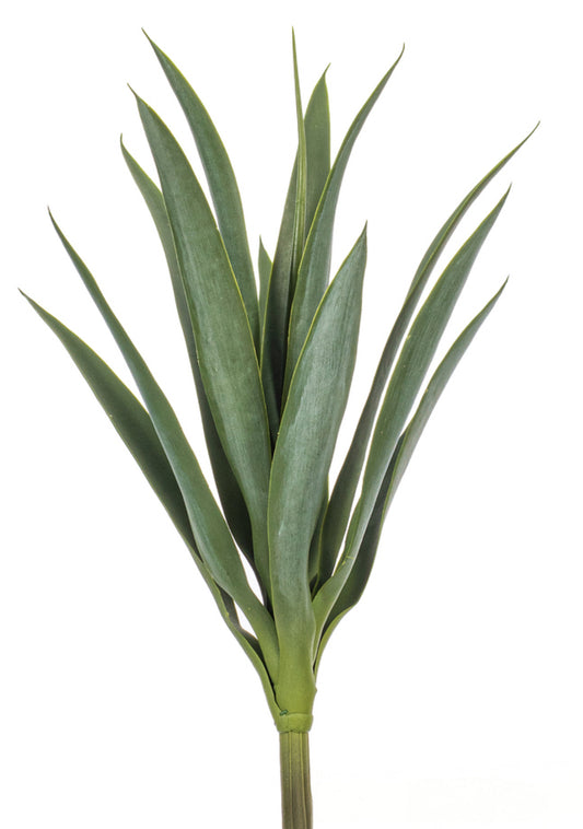 Green Yucca Stem
