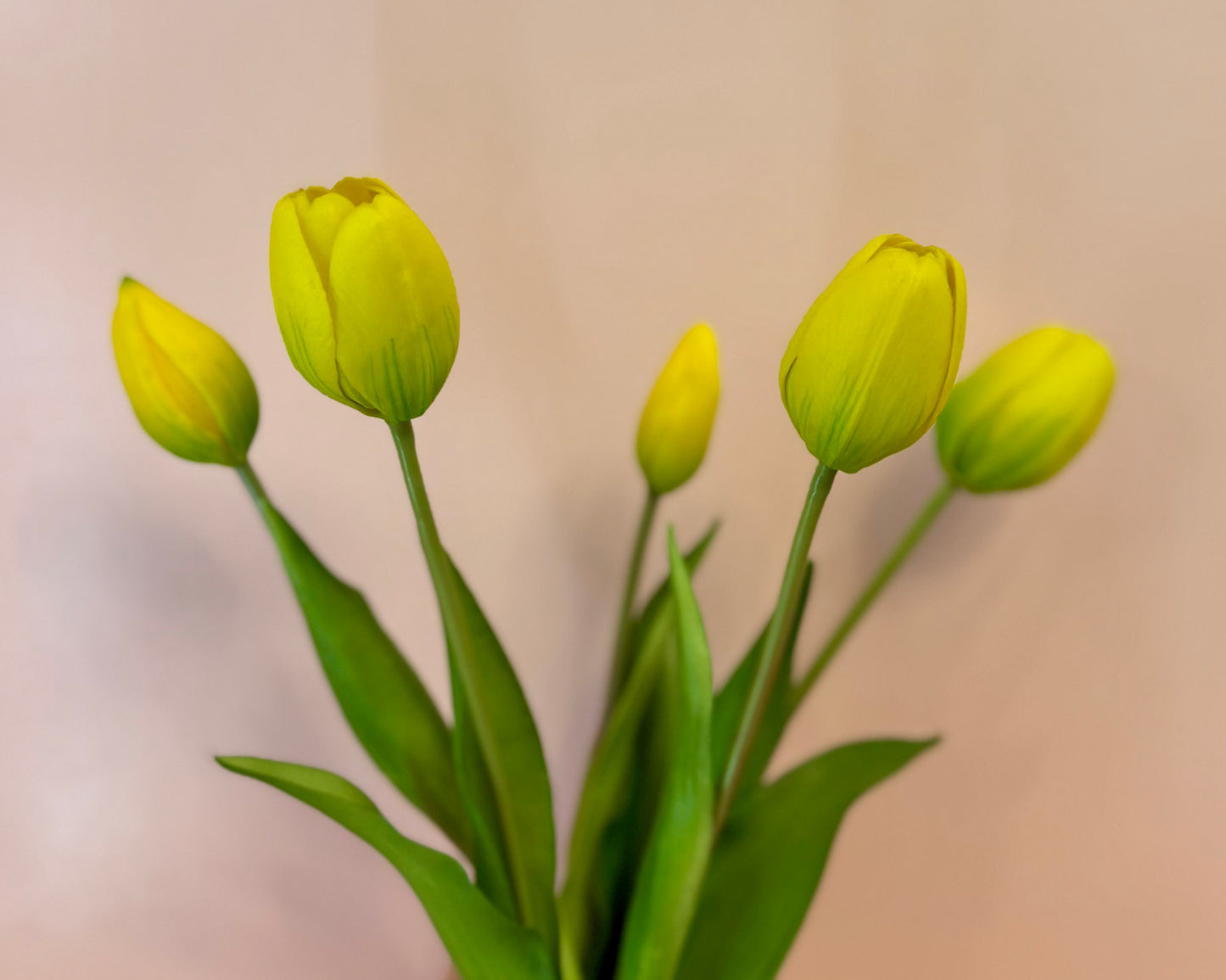 Real Feel Tulip Bundle