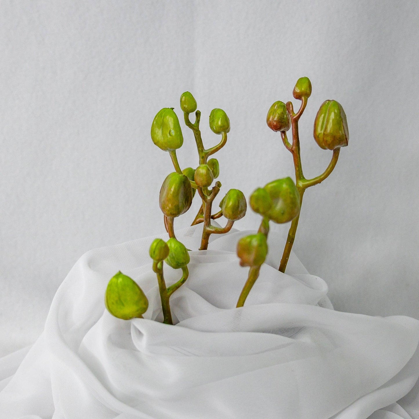 Phalae Bud