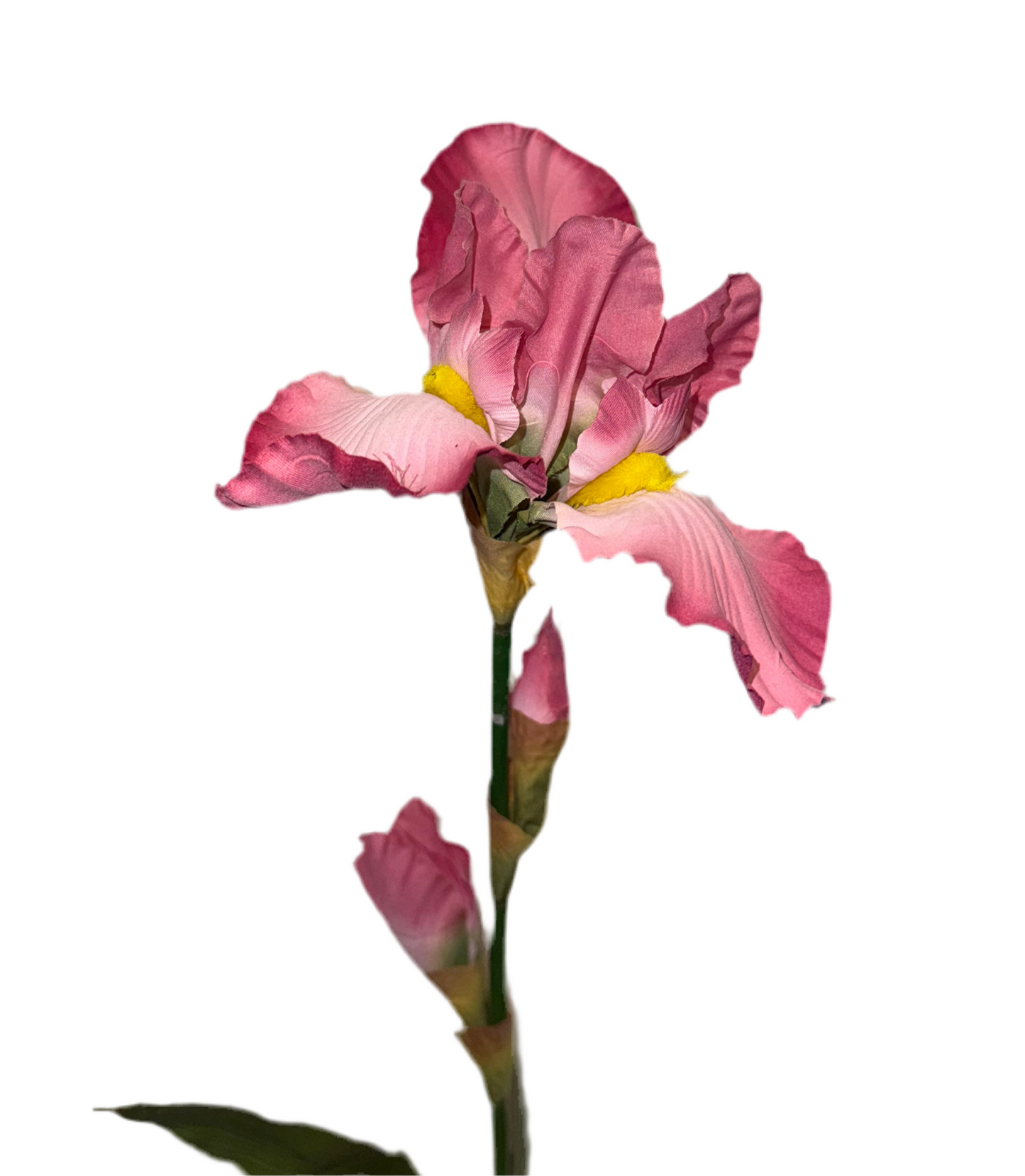 Iris Stem