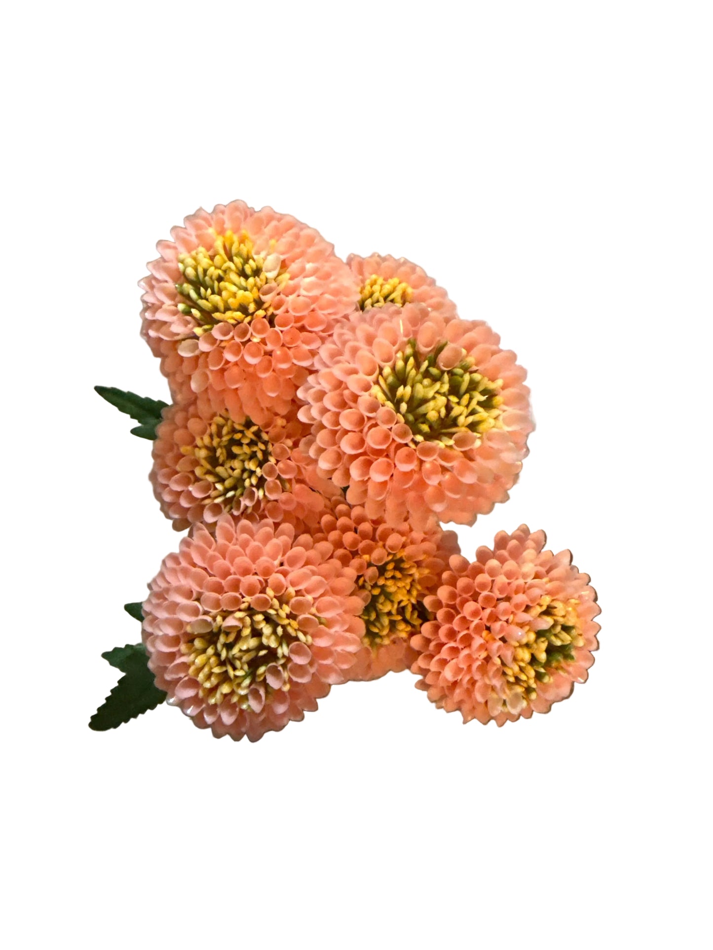 UV Outdoor Zinnia