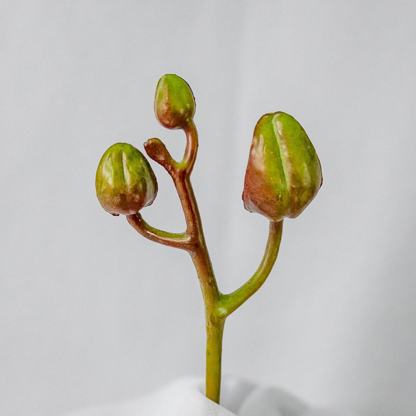 Phalae Bud