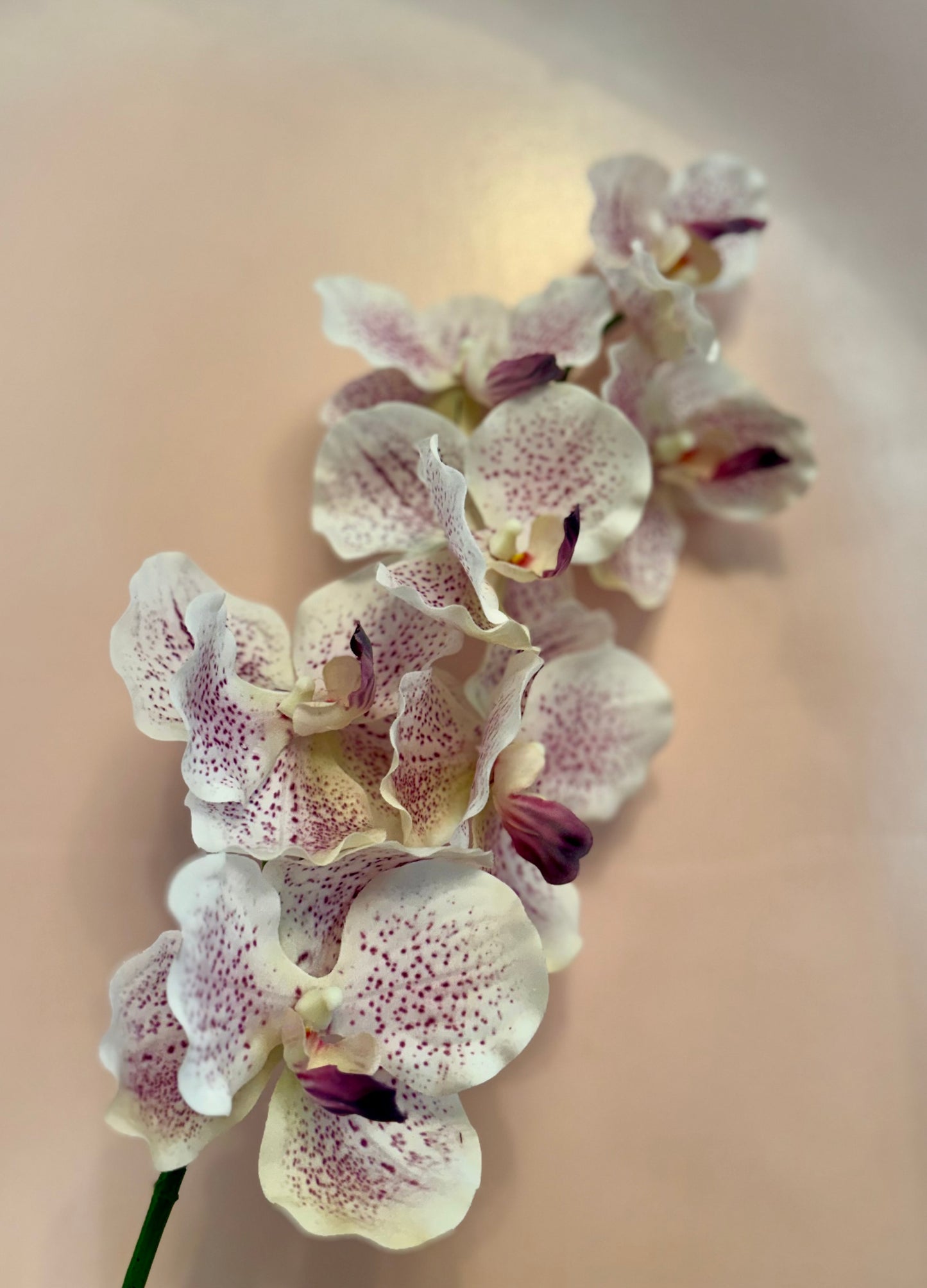 Real Touch Spotted Moth Orchid