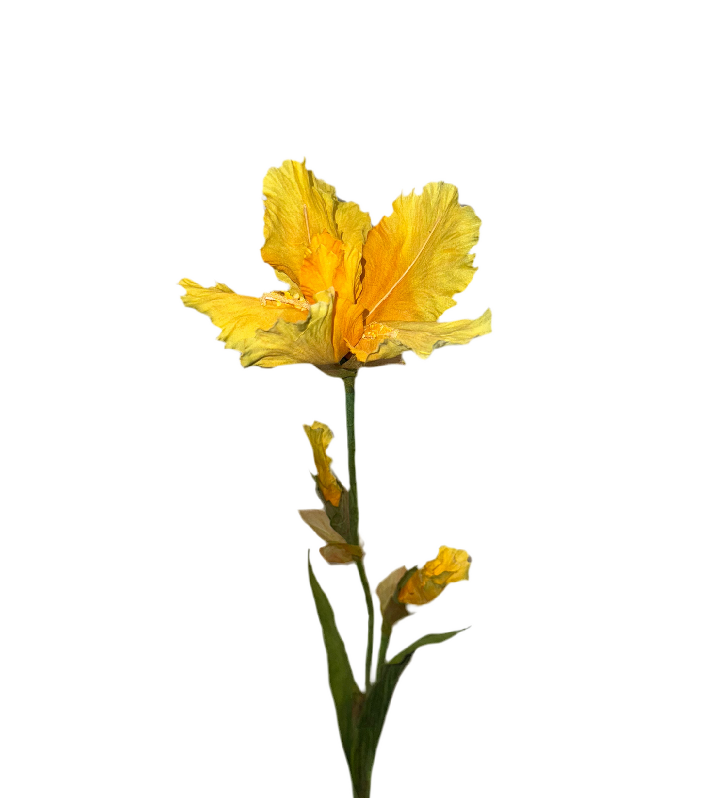 Iris Stem