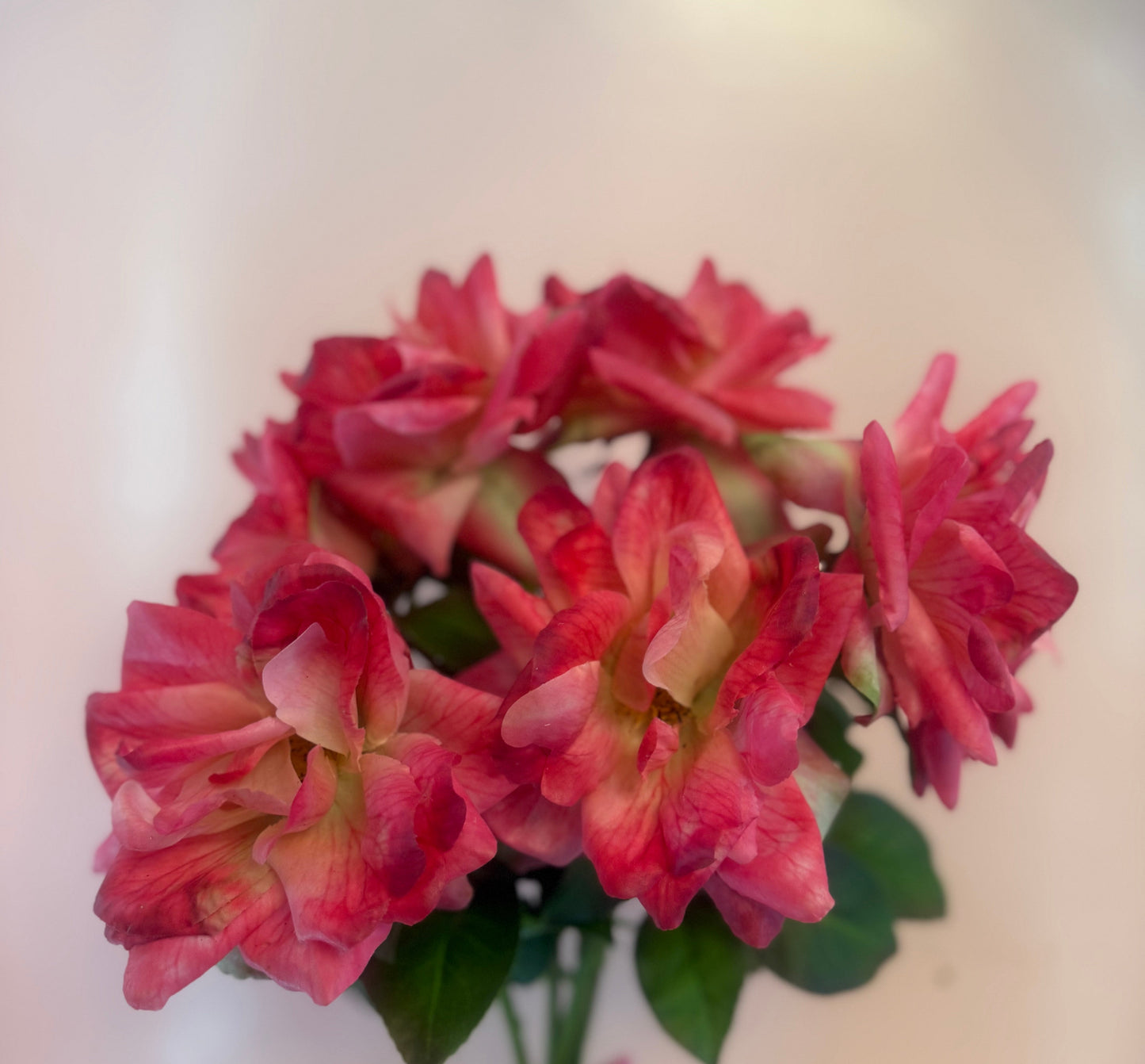 Real Feel Garden Rose Bundle of 3
