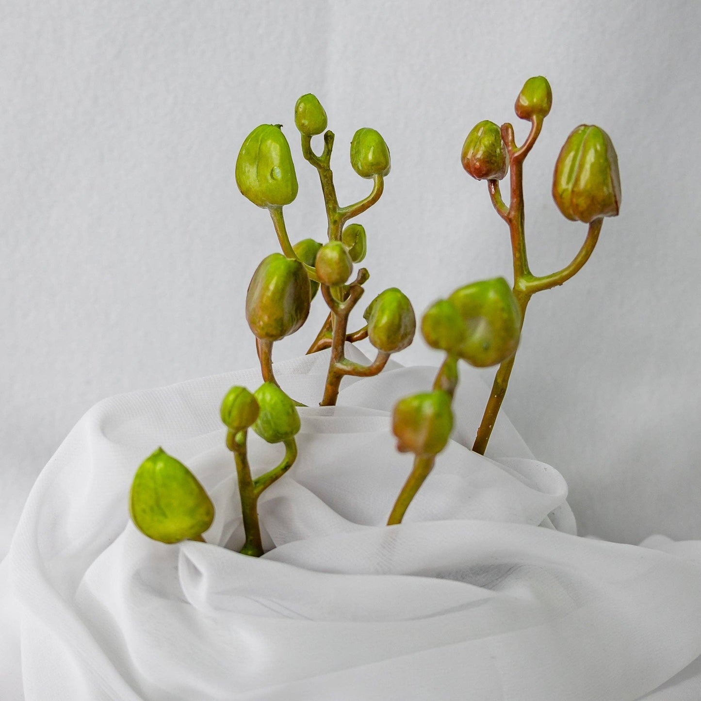 Phalae Bud