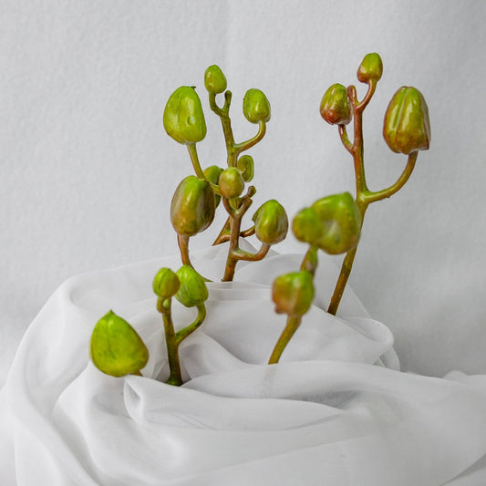 Phalae Bud