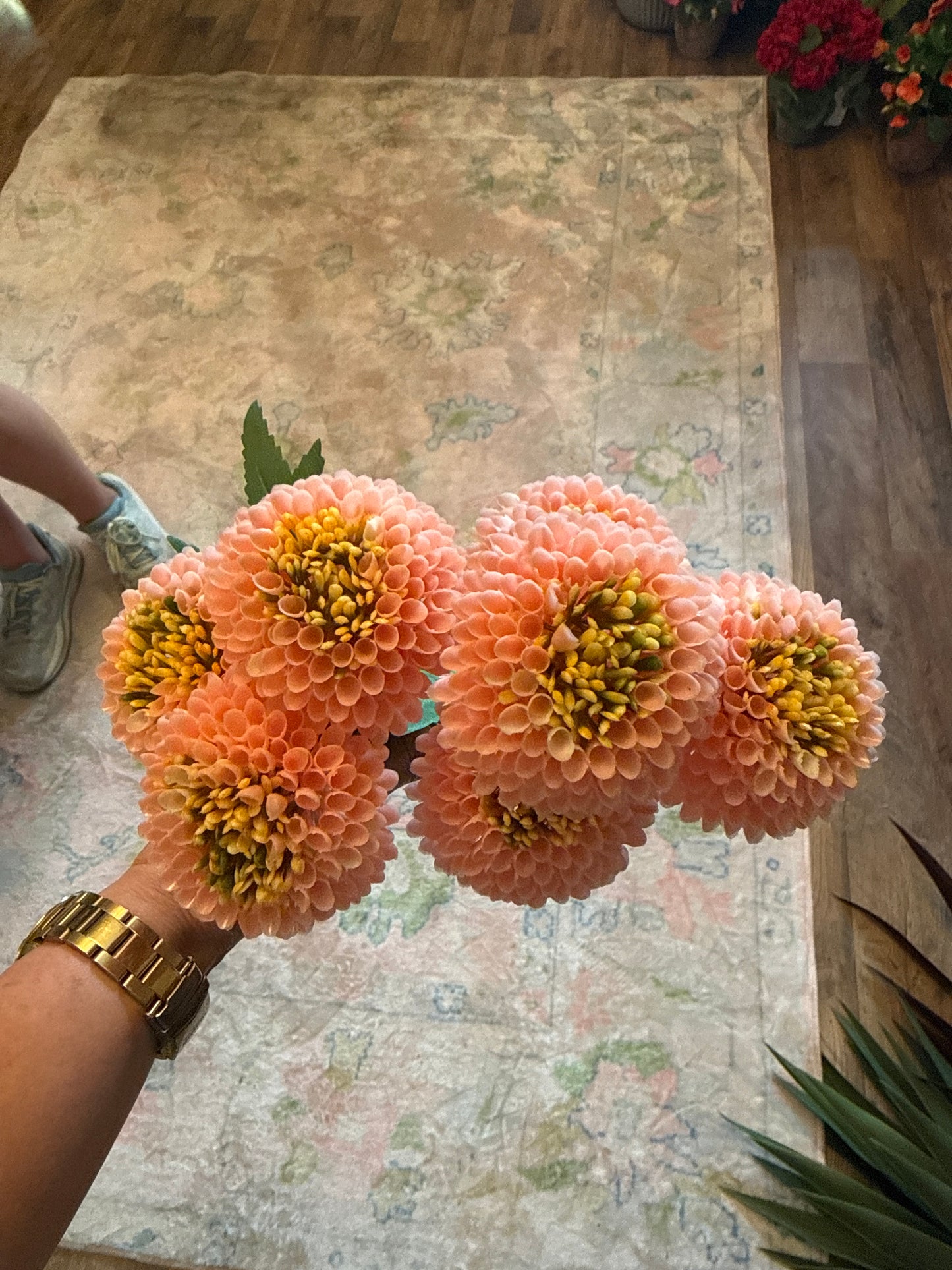 UV Outdoor Zinnia