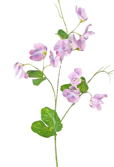 Sweet Pea Stem