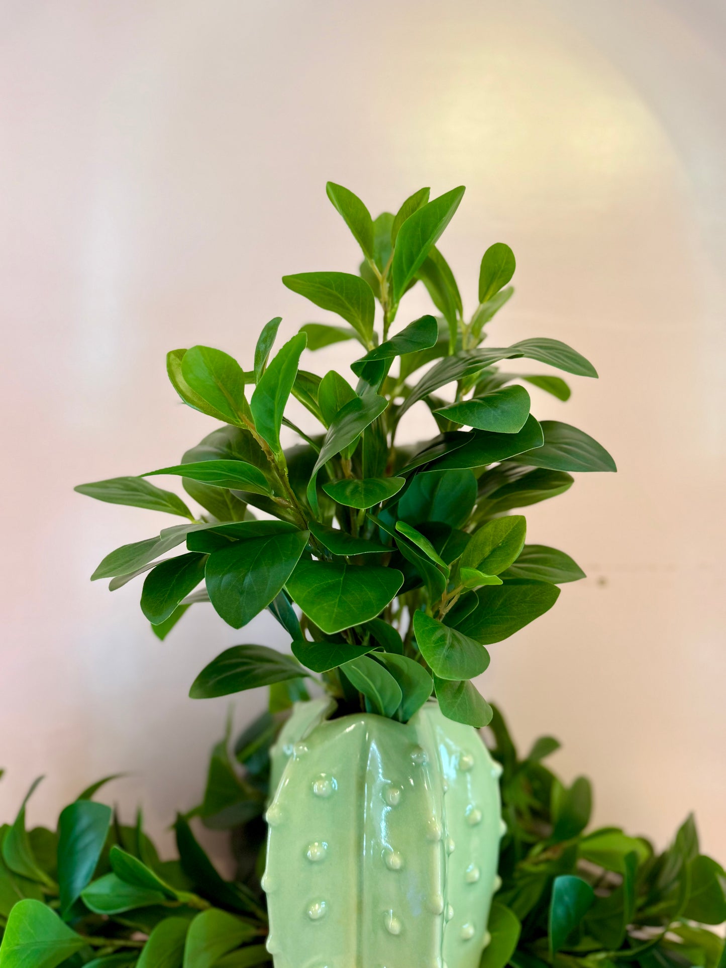 Real Feel Baby Rubber Plant