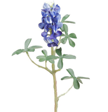Blue Bonnets