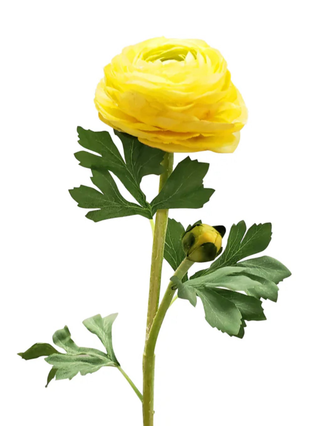 Natural Touch Ranunculus
