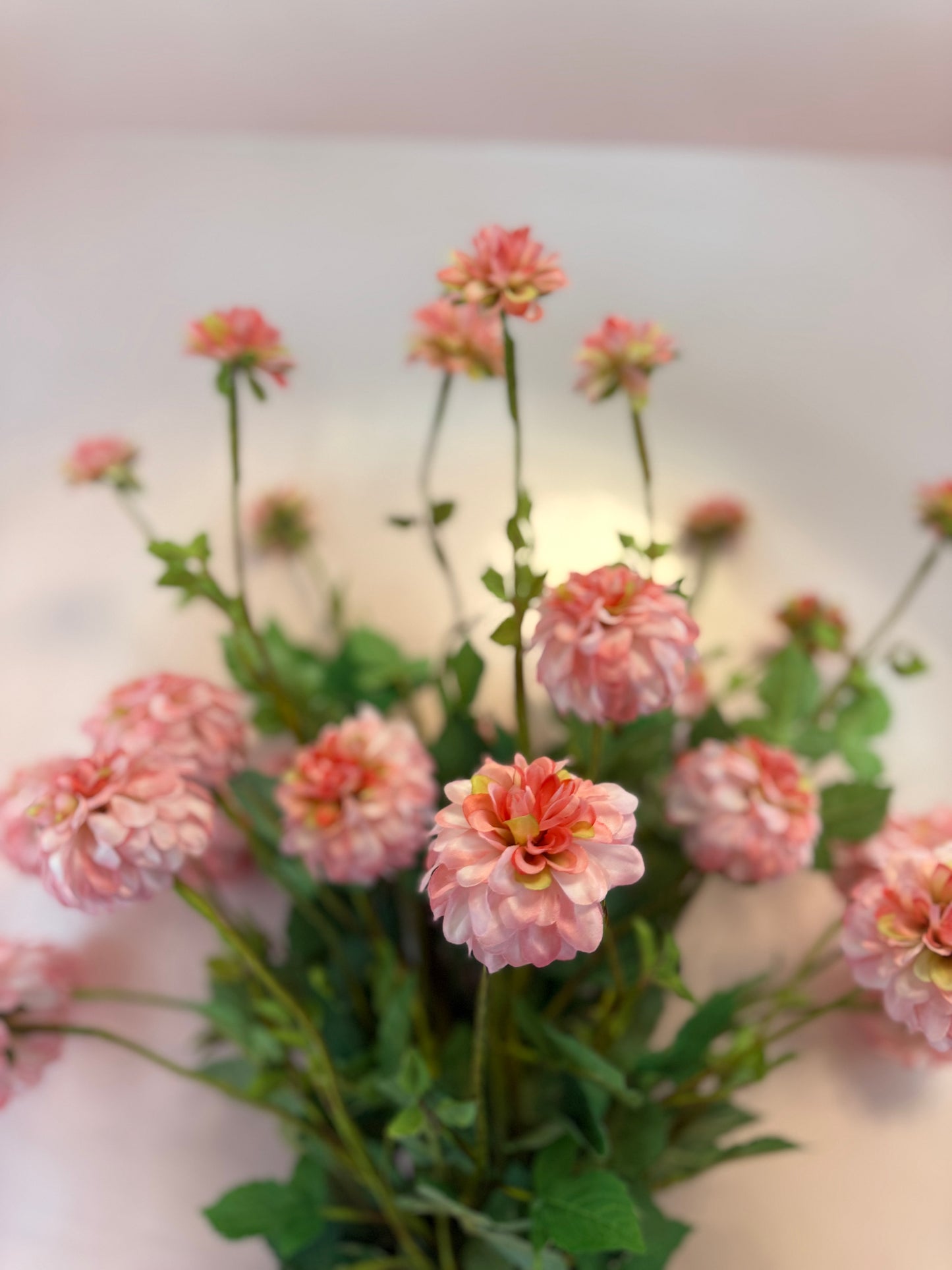 3 Bloom Dalia Stem