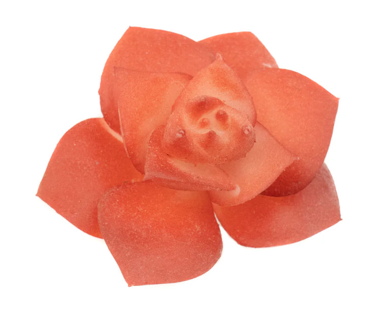 Echevaria Burg Succulent