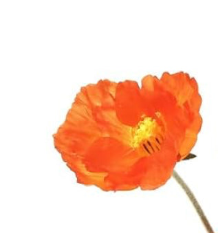 Large Poppy Bloom