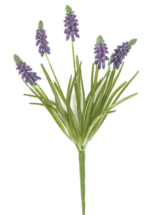 Grape Hyacinth Plant