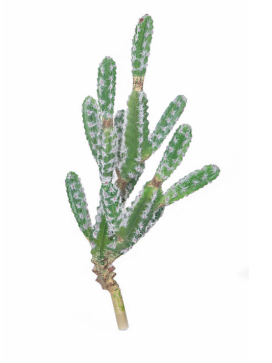 Finger Cactus Plant with White Flocked Needles