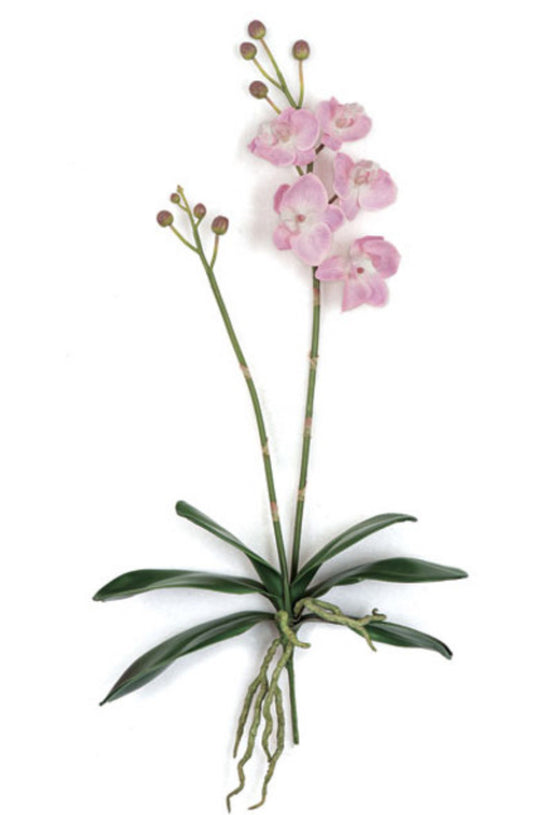 Real Touch Phalaenopsis Orchid