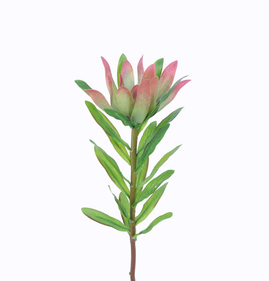 Leucodenron Stem