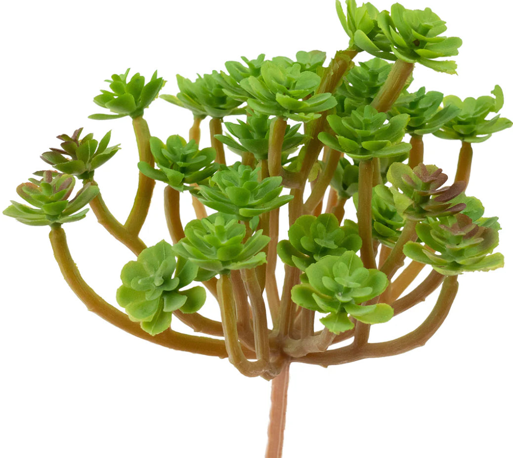 Phedimus Spurius Succulent Pick