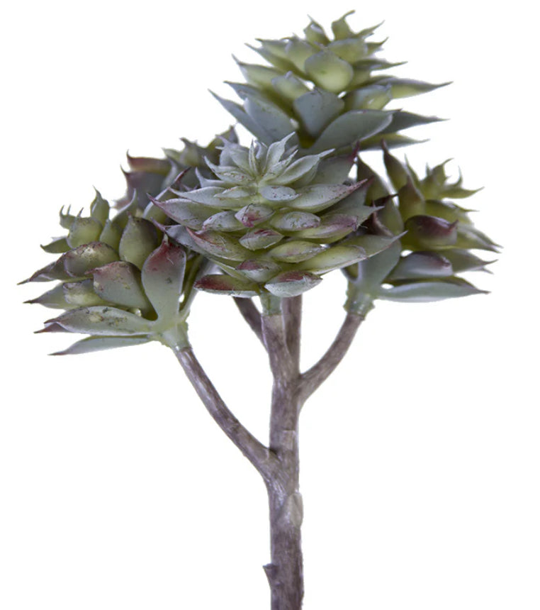 Frosted Echeveria Succulent Stem
