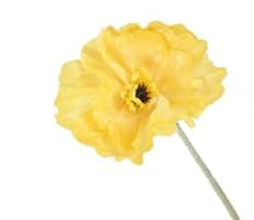 Large Poppy Bloom