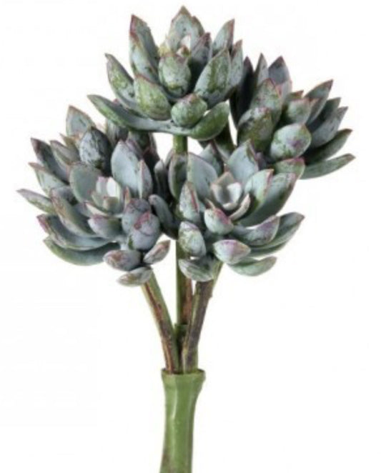 UV Star Succulent Pick